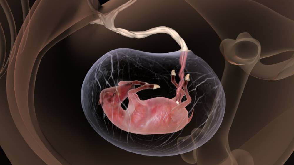 ХЭЭЛИЙН ХӨГЖЛИЙН ЭМЗЭГ ҮЕ, ХЭЭЛ ХАМГААЛАХ АСУУДАЛД